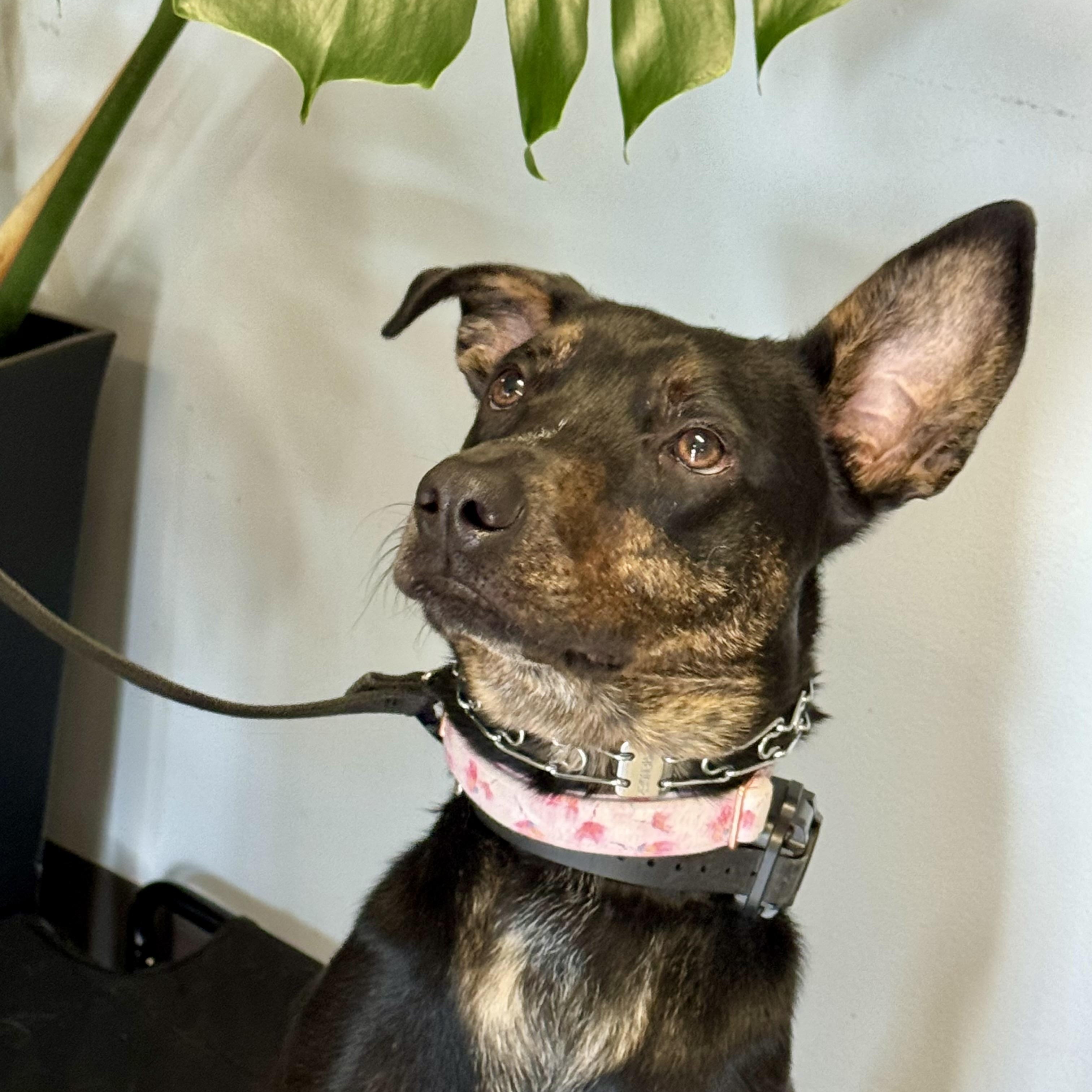 tupelo, a ADOPTABLE mixed breed in St Catharines, ON image 2/5