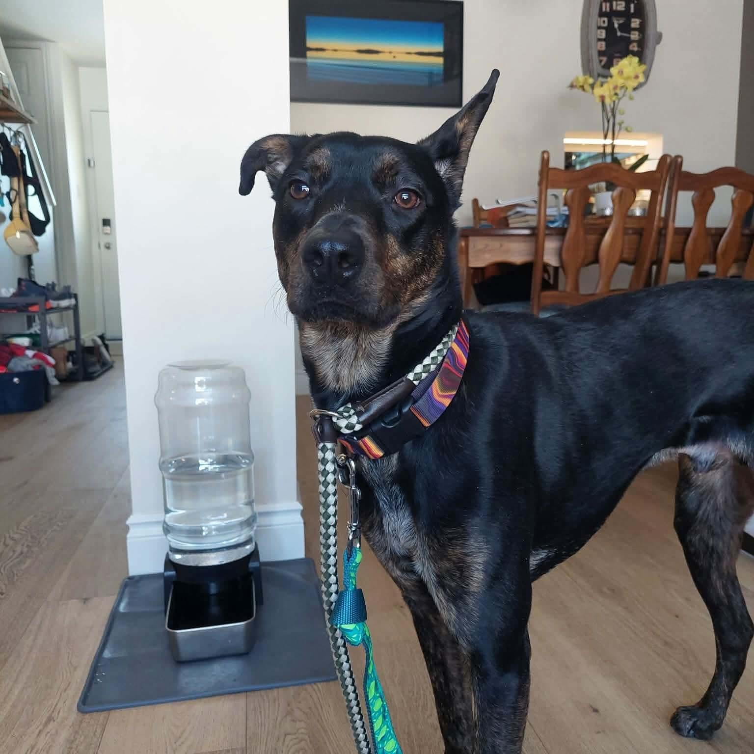 tupelo, a ADOPTABLE mixed breed in St Catharines, ON image 1/5