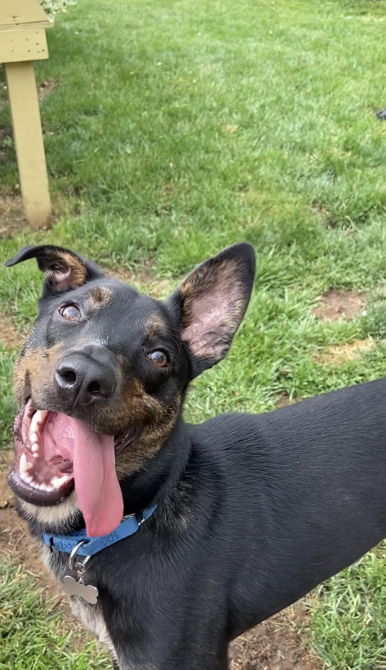 tupelo, a ADOPTABLE mixed breed in St Catharines, ON image 4/5