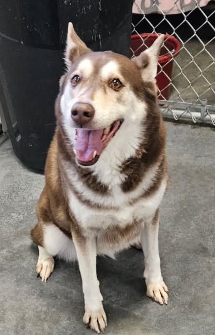 Enlarge Blue, a ADOPTABLE Husky in Crystal City, MO image 1/1