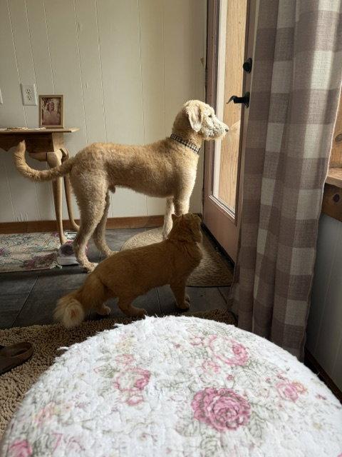 Teddy, a Adopted Standard Poodle in Holland, MI image 1/3