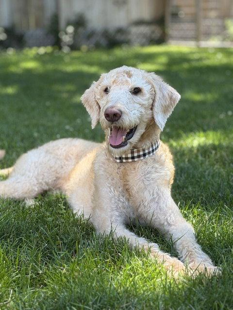 Teddy, a Adopted Standard Poodle in Holland, MI image 3/3