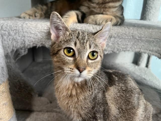 Ingrid , ADOPTABLE, Kitten Female Tabby.