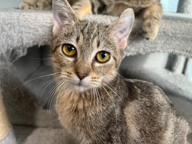 My little kitten Ingrid a soft one!, a ADOPTABLE Tabby in Eagle Point, OR image 3/4