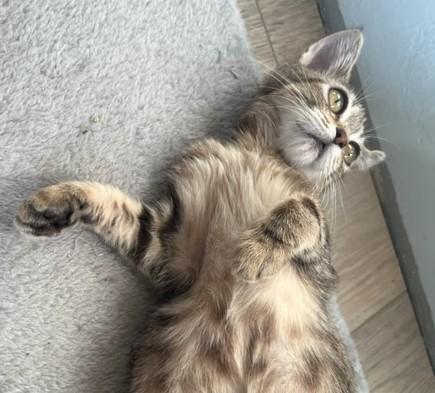 My little kitten Ingrid a soft one!, a ADOPTABLE Tabby in Eagle Point, OR image 1/4