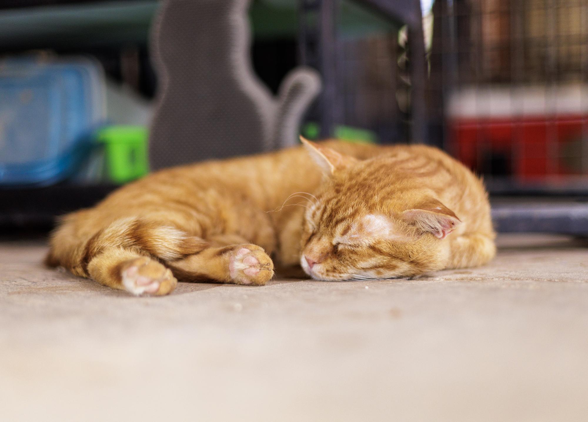 Enlarge Holler, a ADOPTABLE Domestic Short Hair in Marana, AZ image 2/4