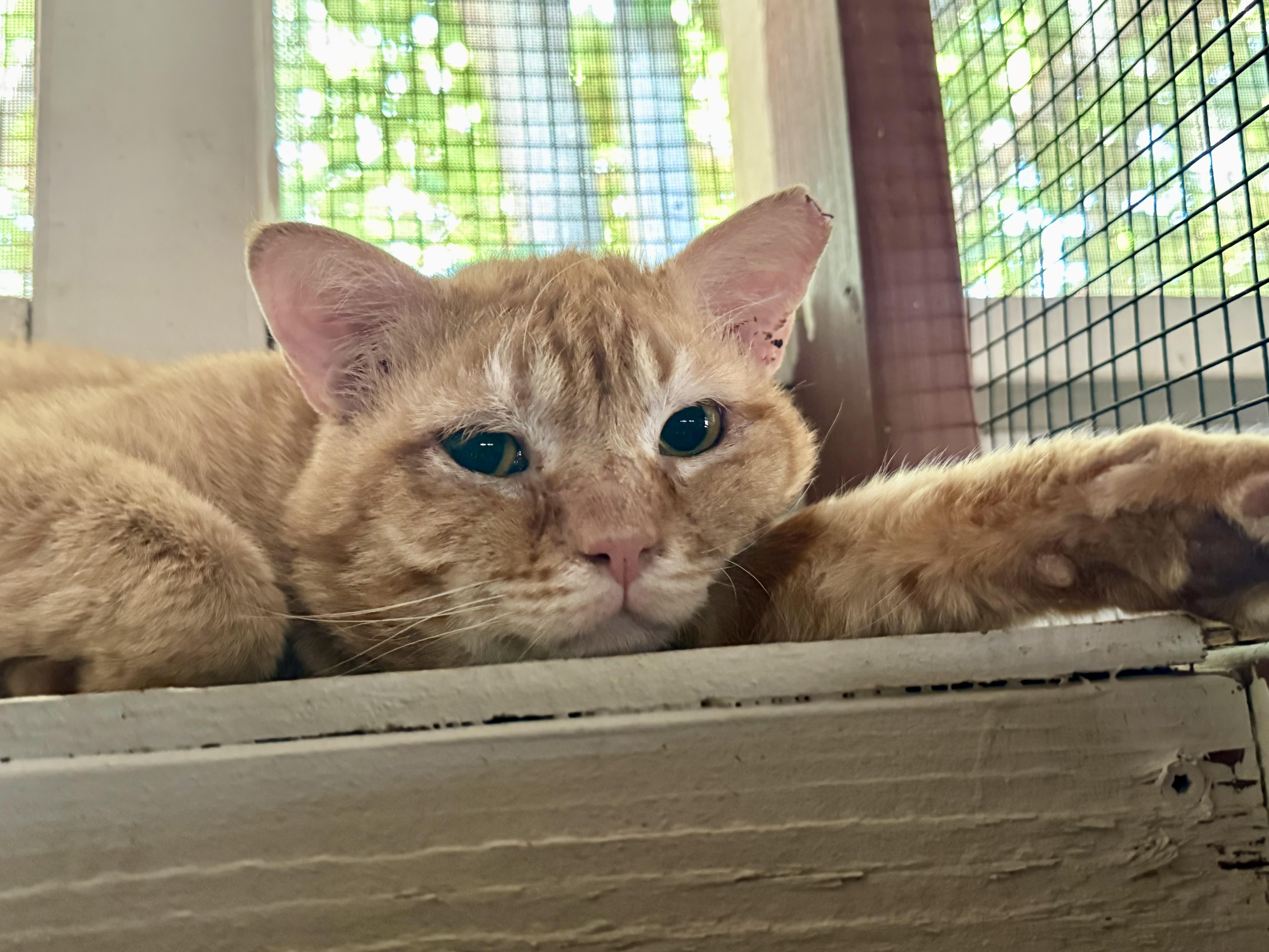Holler, a ADOPTABLE Domestic Short Hair in Marana, AZ image 3/3