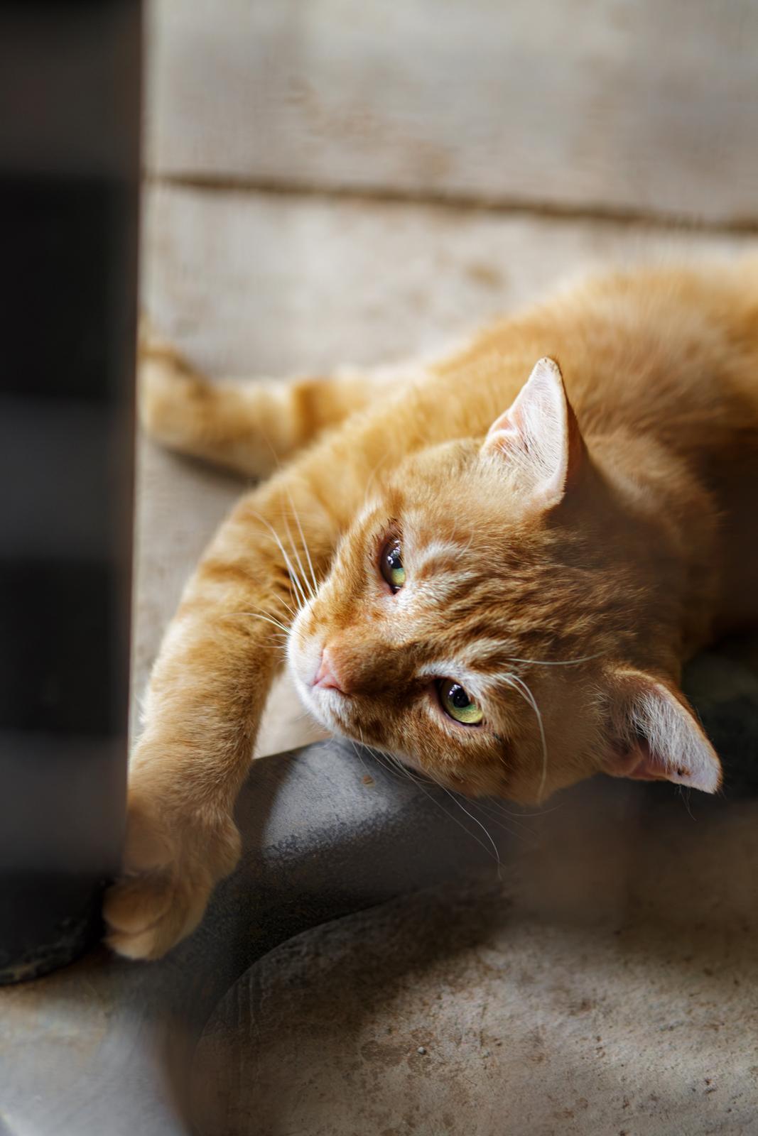 Enlarge Holler, a ADOPTABLE Domestic Short Hair in Marana, AZ image 3/4
