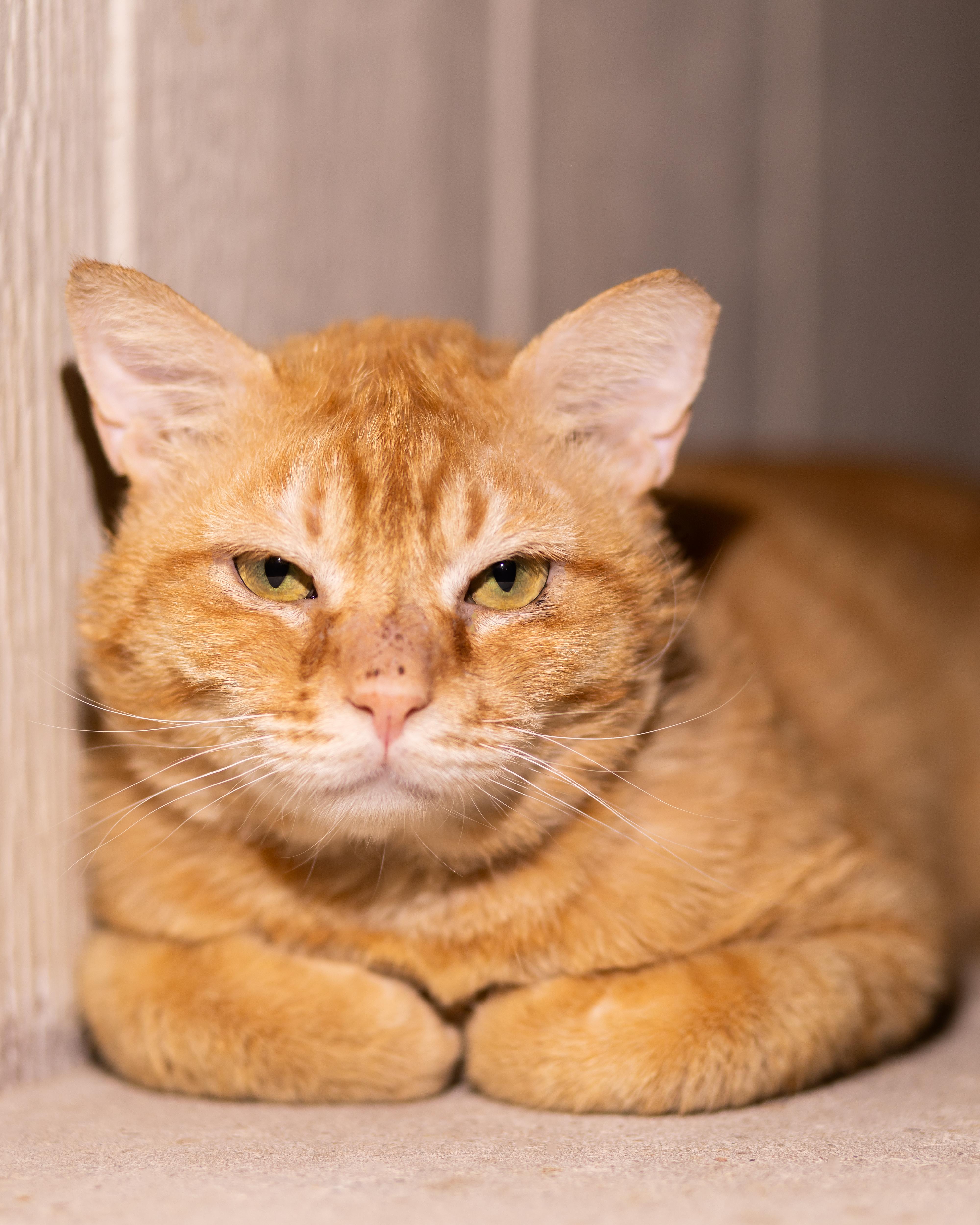 Holler, a ADOPTABLE Domestic Short Hair in Marana, AZ image 1/3
