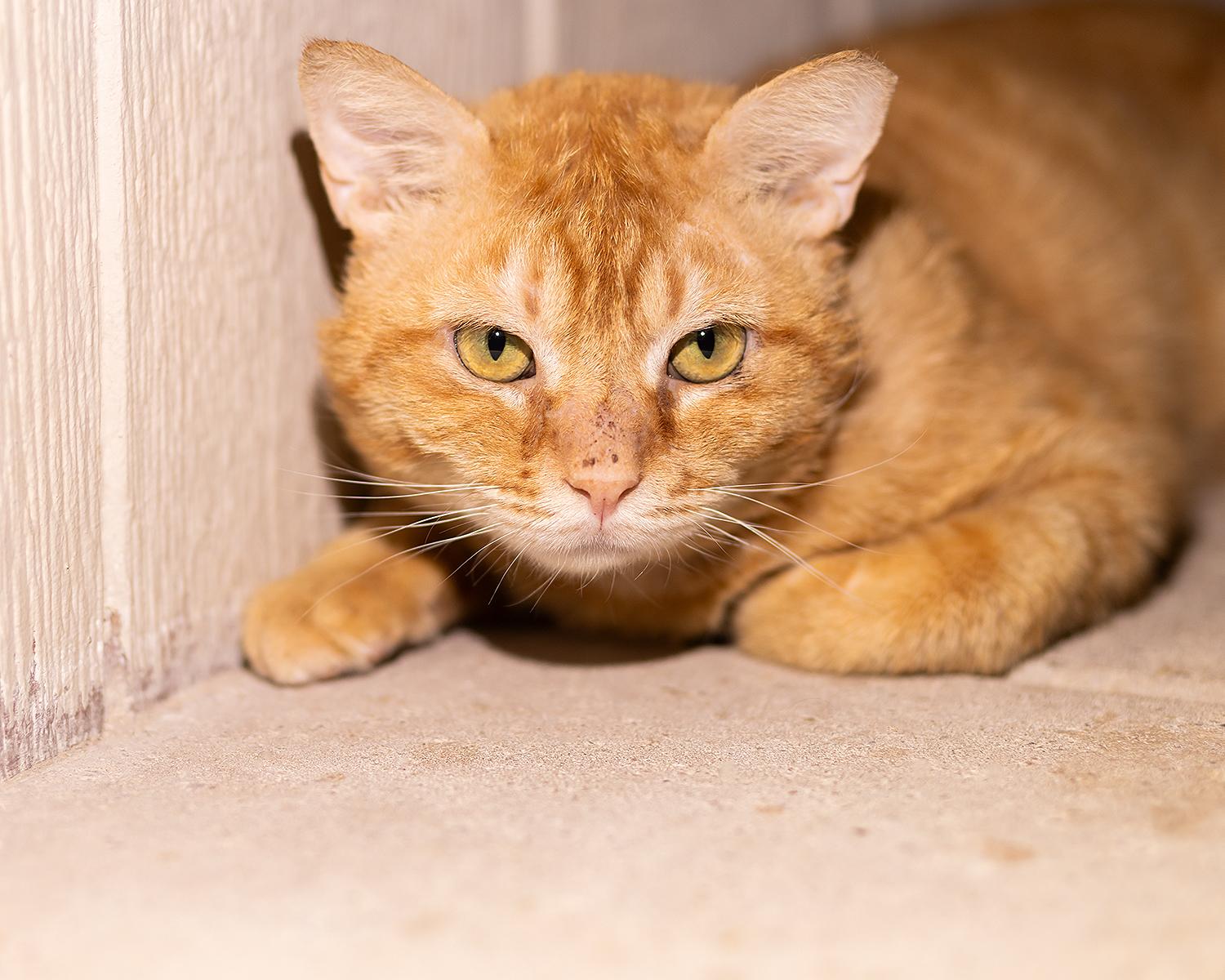 Holler, a ADOPTABLE Domestic Short Hair in Marana, AZ image 2/3