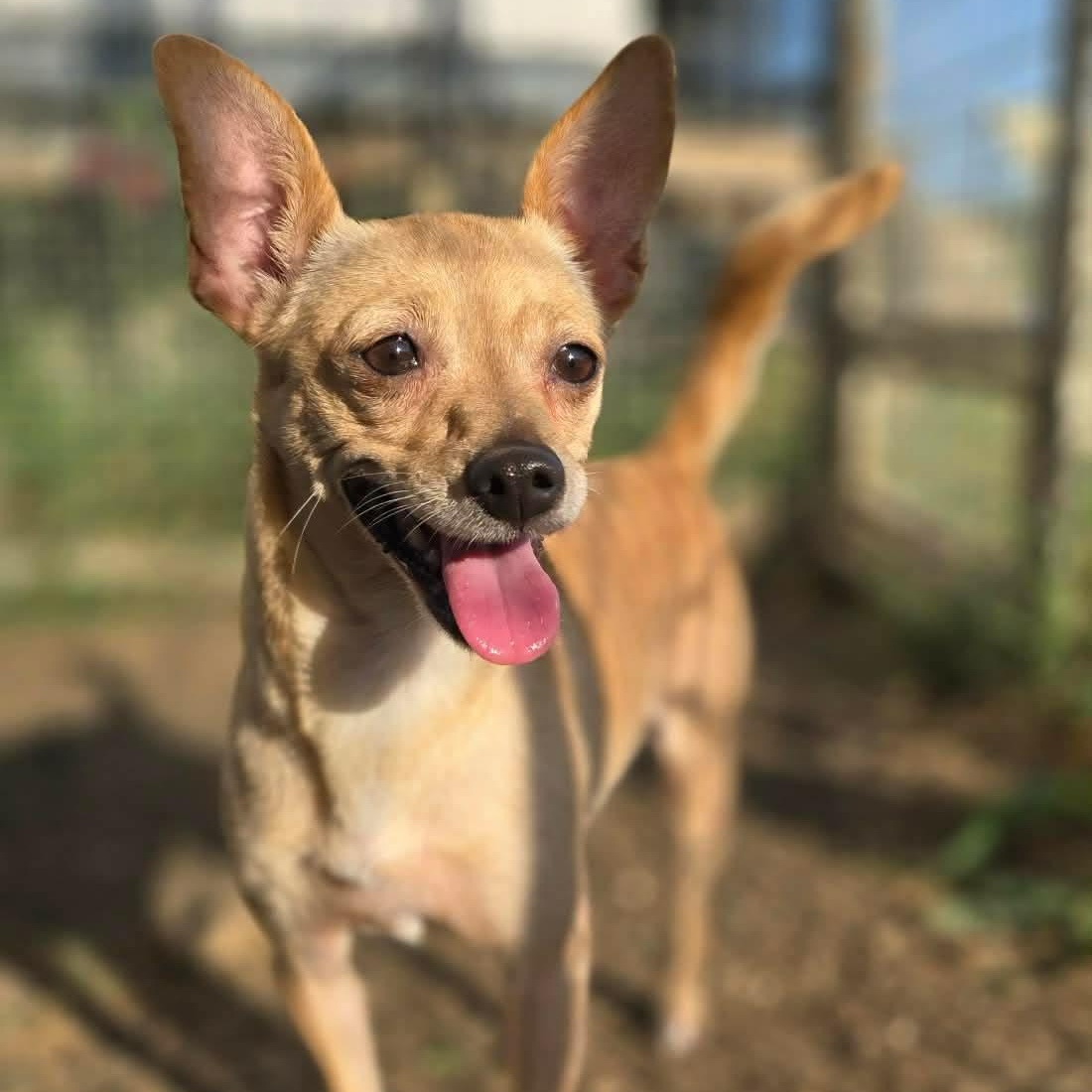 Ripley, adopted, Adult Female Chihuahua.