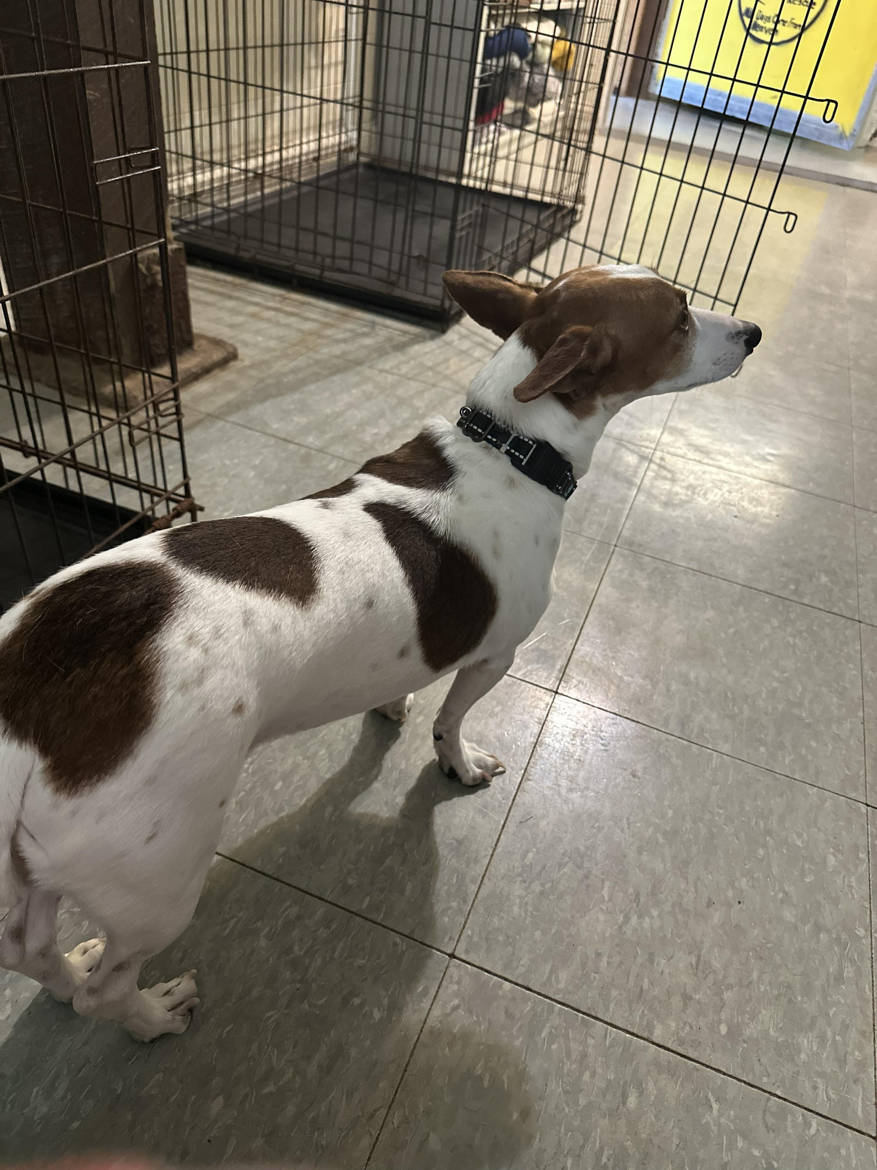 Baxter, a ADOPTABLE Jack Russell Terrier in Amelia, OH image 3/3