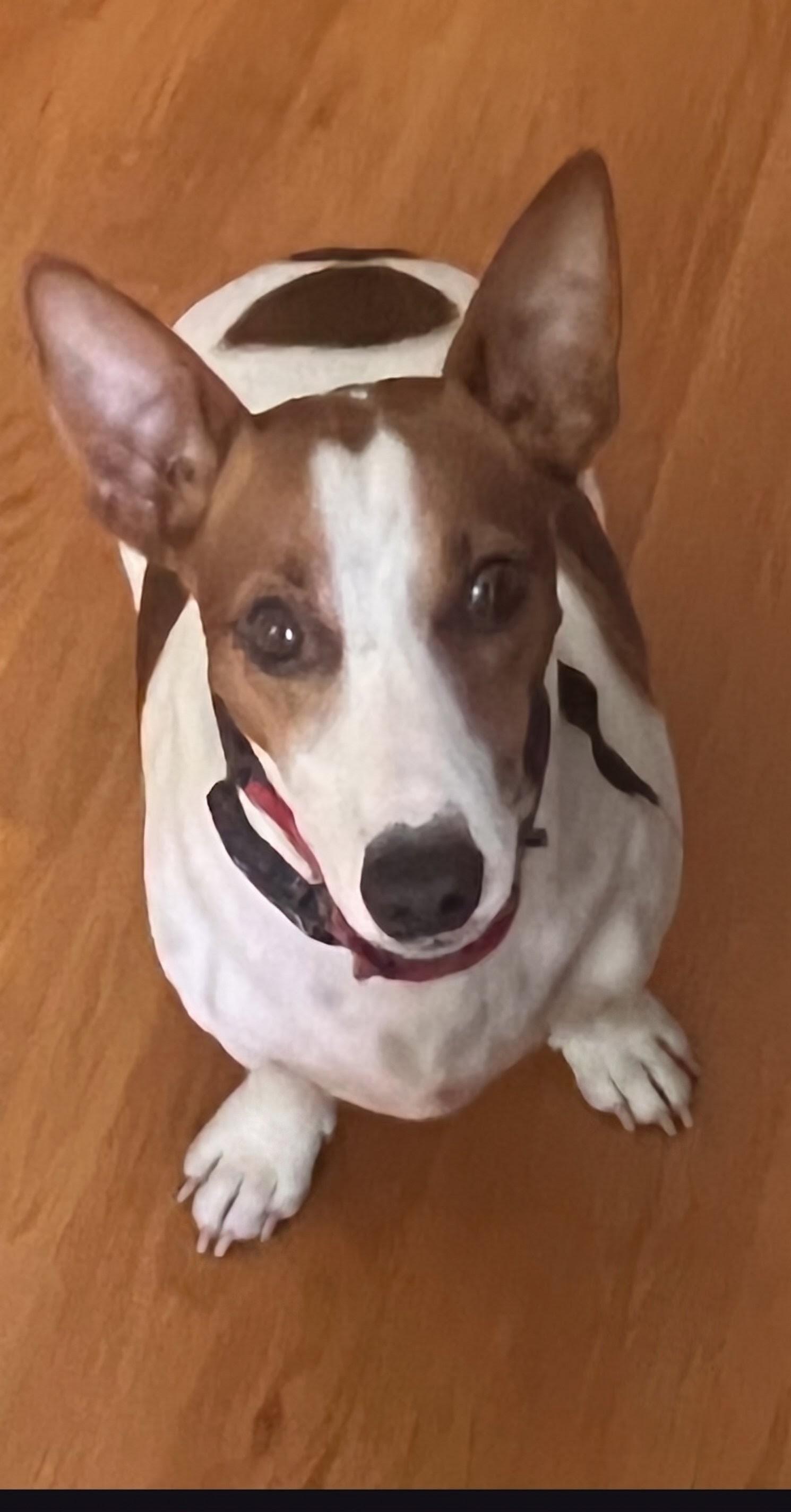 Baxter, ADOPTABLE, Adult Male Jack Russell Terrier.