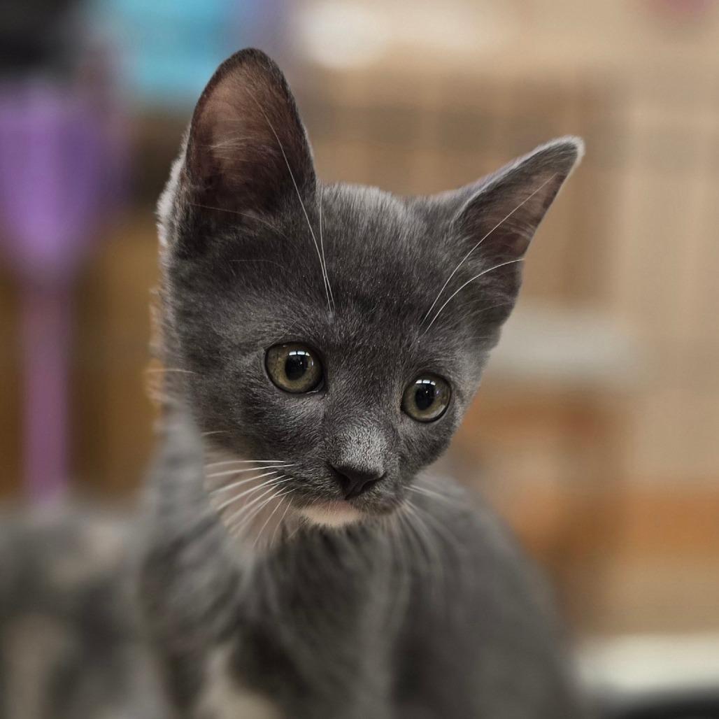 Honda, a Adoptable Domestic Short Hair in Wickenburg, AZ image 1/2