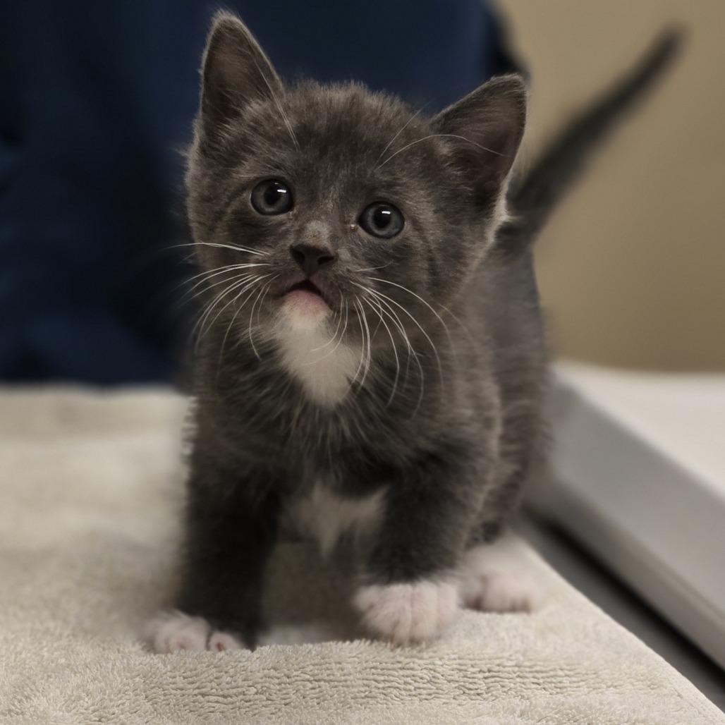 Honda, a Adoptable Domestic Short Hair in Wickenburg, AZ image 2/2