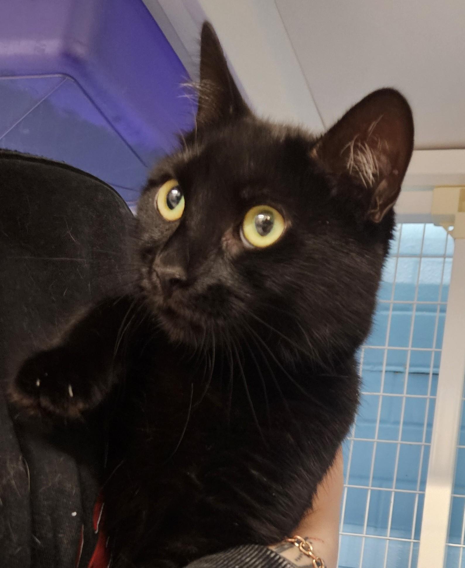 Enlarge Roulette, a ADOPTABLE Domestic Medium Hair in Claremont, NH image 1/1