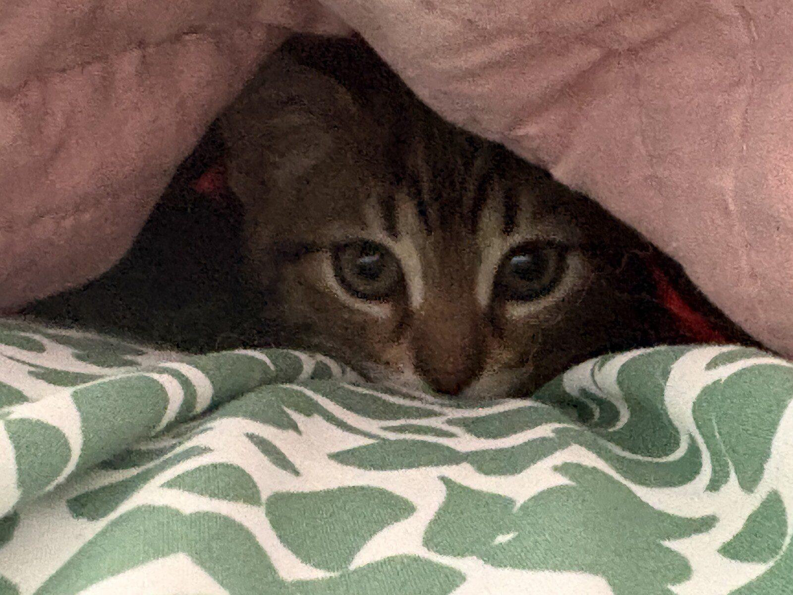Fiona, a ADOPTABLE Domestic Short Hair in Honeoye, NY image 2/4