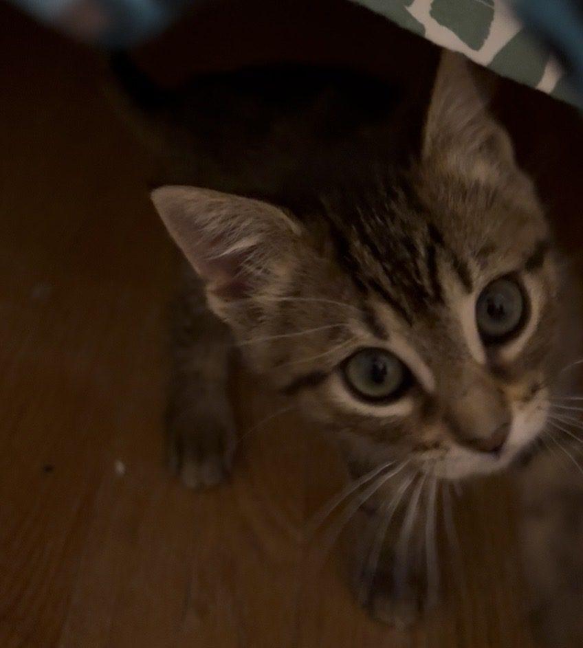 Fiona, a ADOPTABLE Domestic Short Hair in Honeoye, NY image 3/4