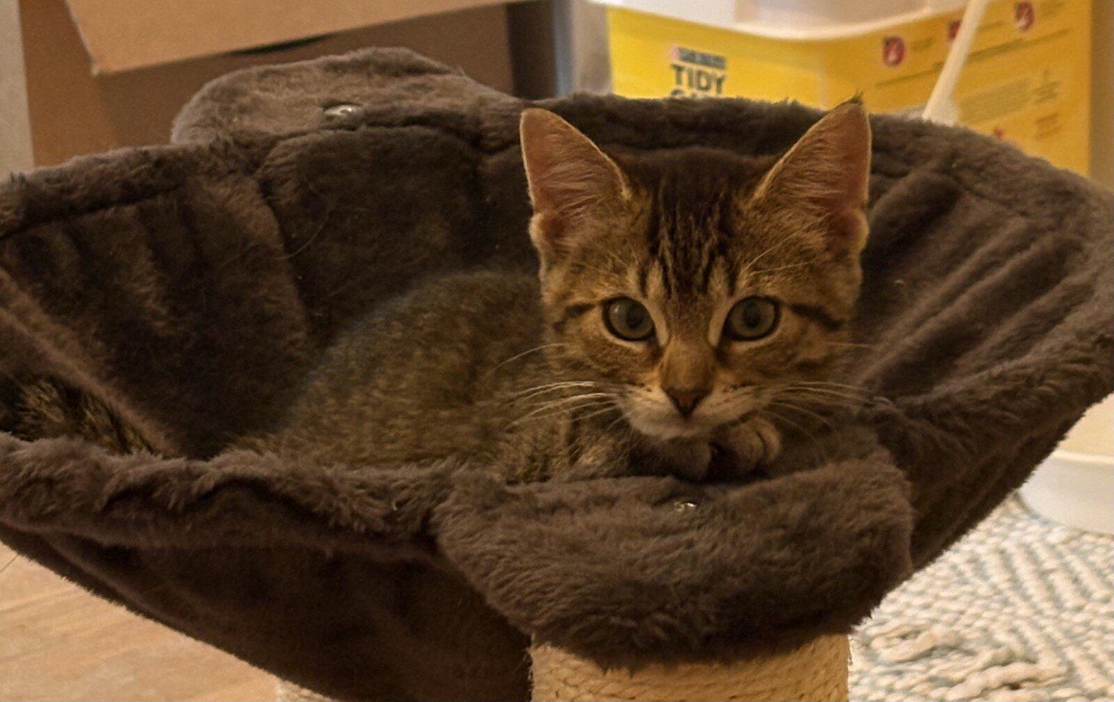Fiona, a ADOPTABLE Domestic Short Hair in Honeoye, NY image 4/4
