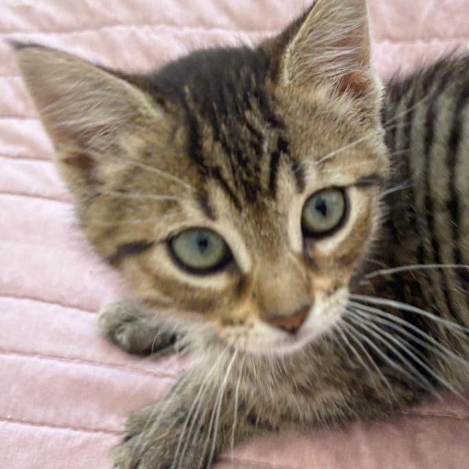 Fiona, ADOPTABLE, Kitten Female Domestic Short Hair.