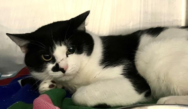 Nizmo, Adoptable, Young Male Domestic Short Hair.