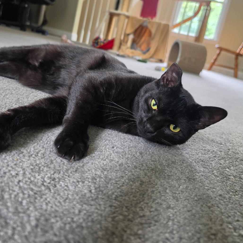 Linguine Le Chat (FIV) & Colette Le Chat (FIV), a Adoptable Domestic Short Hair in Ashland, MA image 3/4