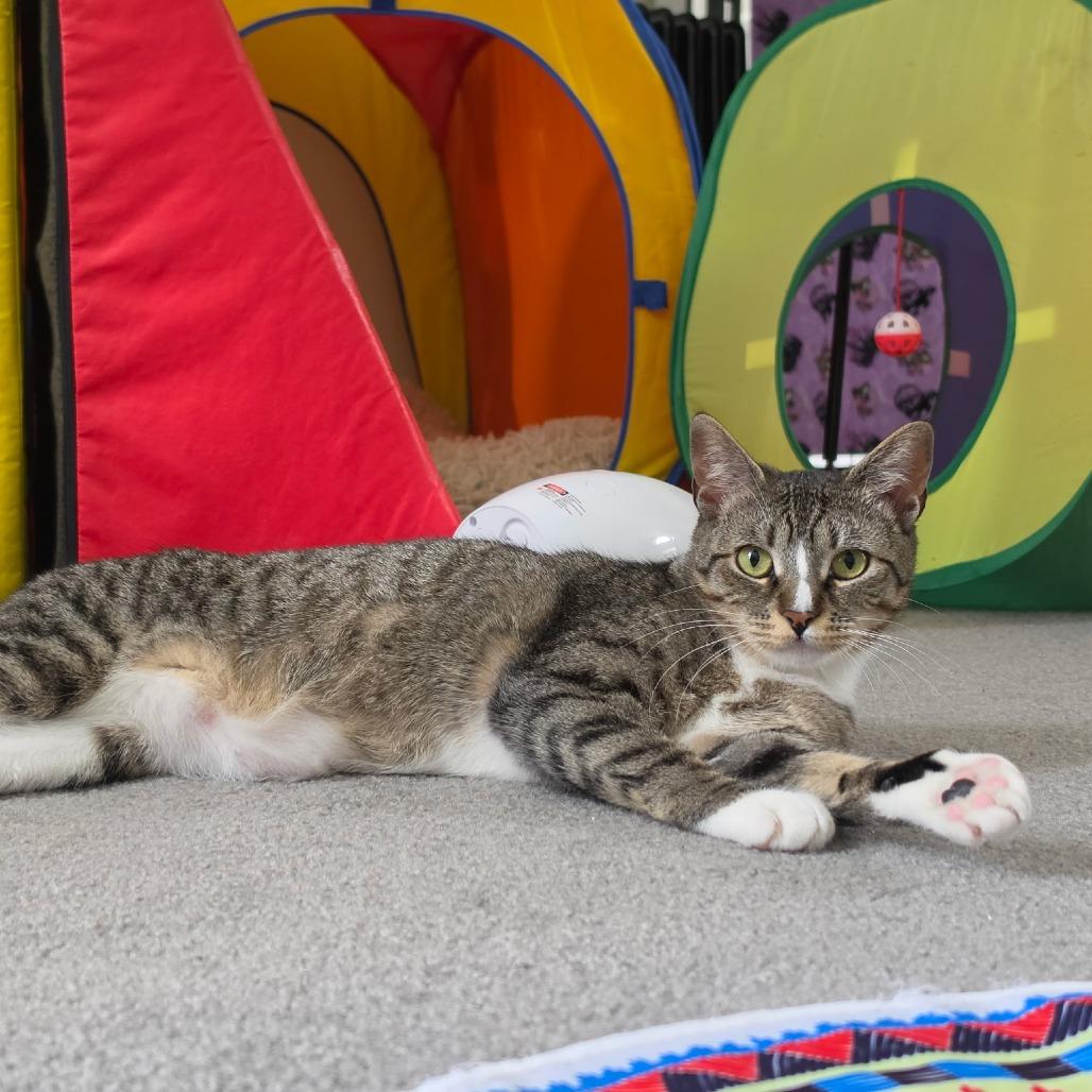 Linguine Le Chat (FIV) & Colette Le Chat (FIV), a Adoptable Domestic Short Hair in Ashland, MA image 4/4