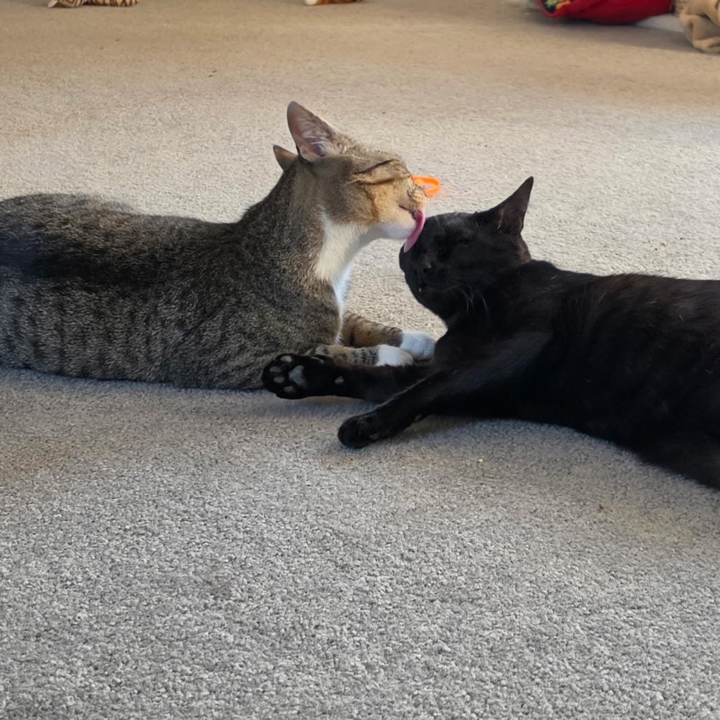 Linguine Le Chat (FIV) & Colette Le Chat (FIV), a Adoptable Domestic Short Hair in Ashland, MA image 2/4