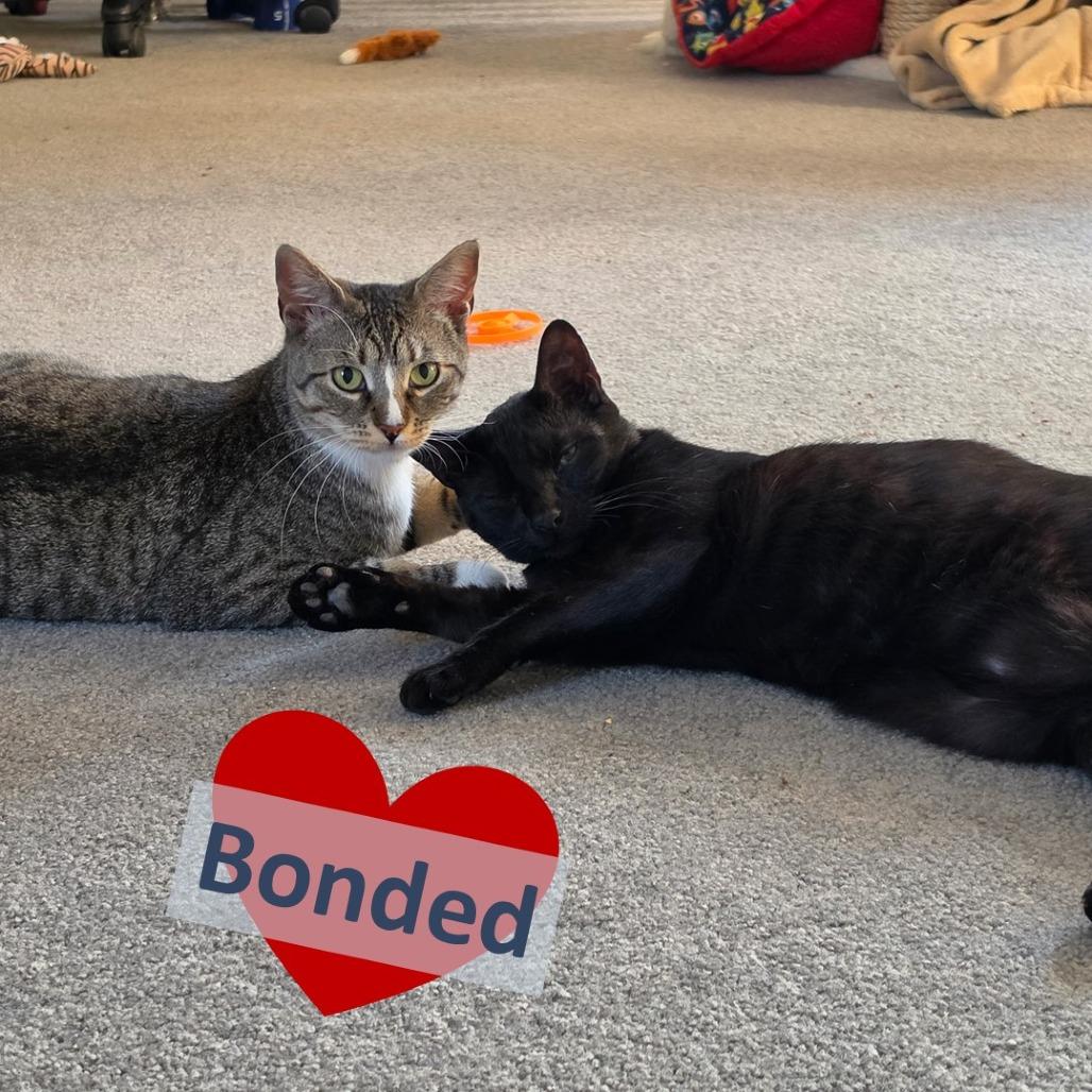 Linguine Le Chat (FIV) & Colette Le Chat (FIV), Adoptable, Young Male Domestic Short Hair.