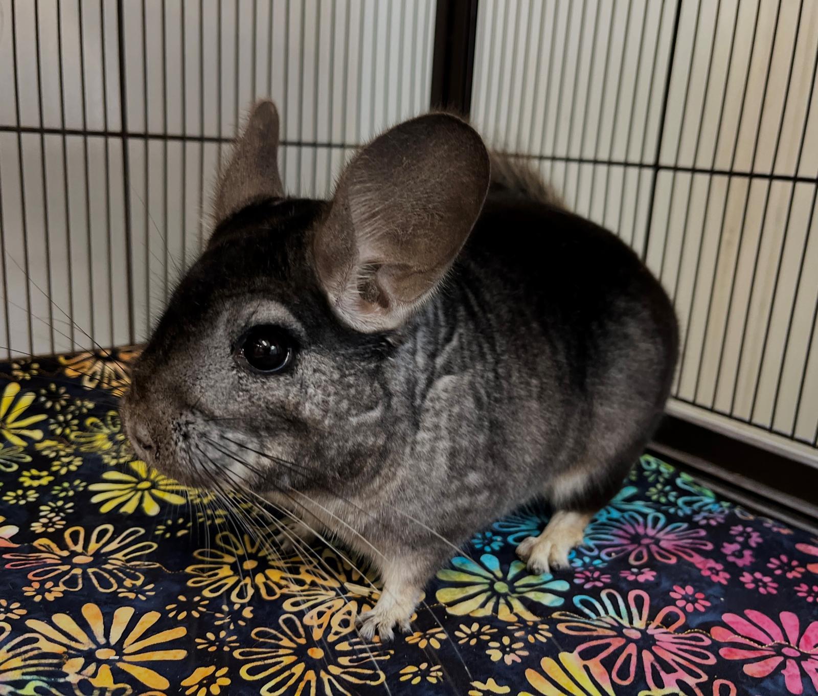 Lovely, Adoptable, Adult Female Chinchilla.