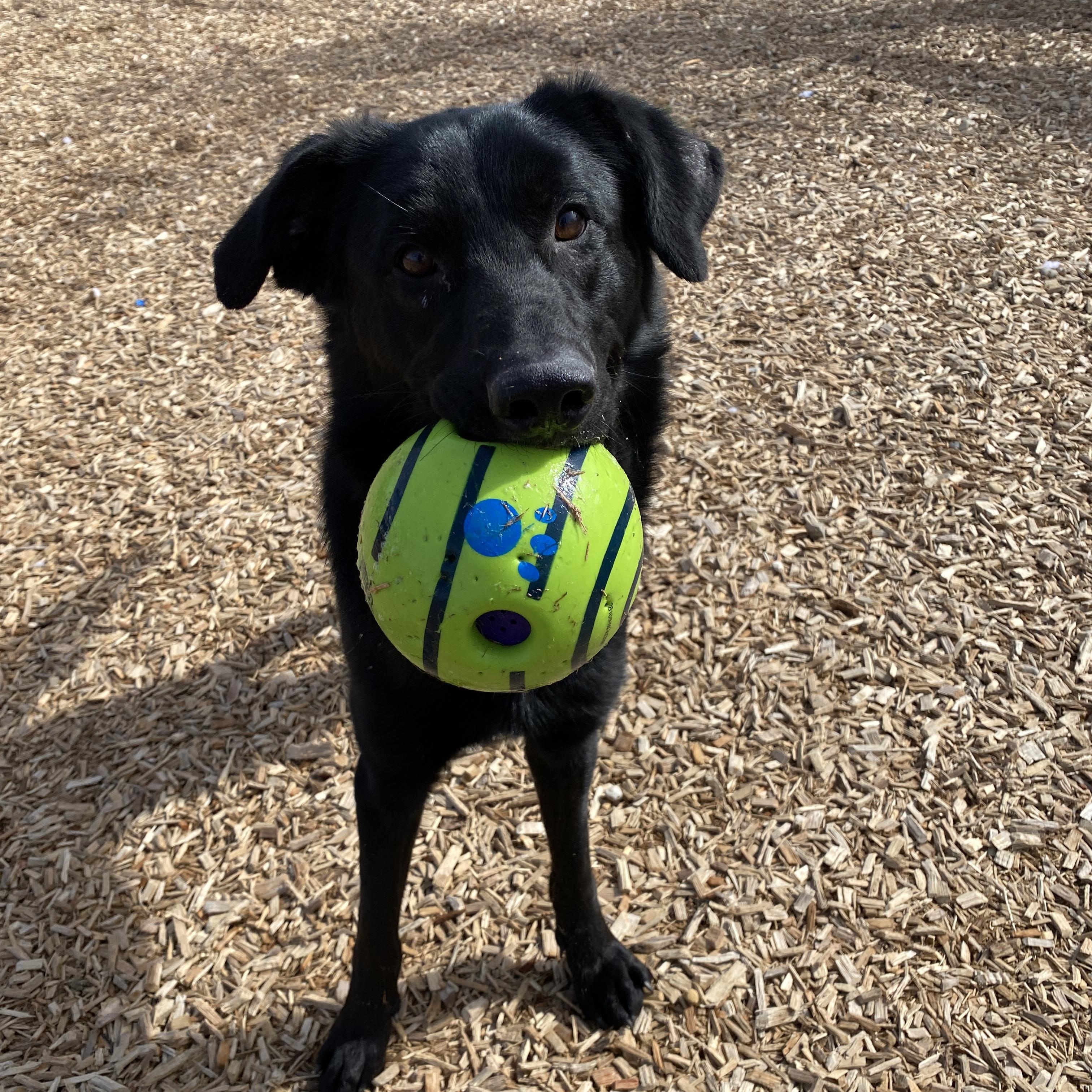 Coal , an adopted mixed breed in Elyria, OH image 2/6