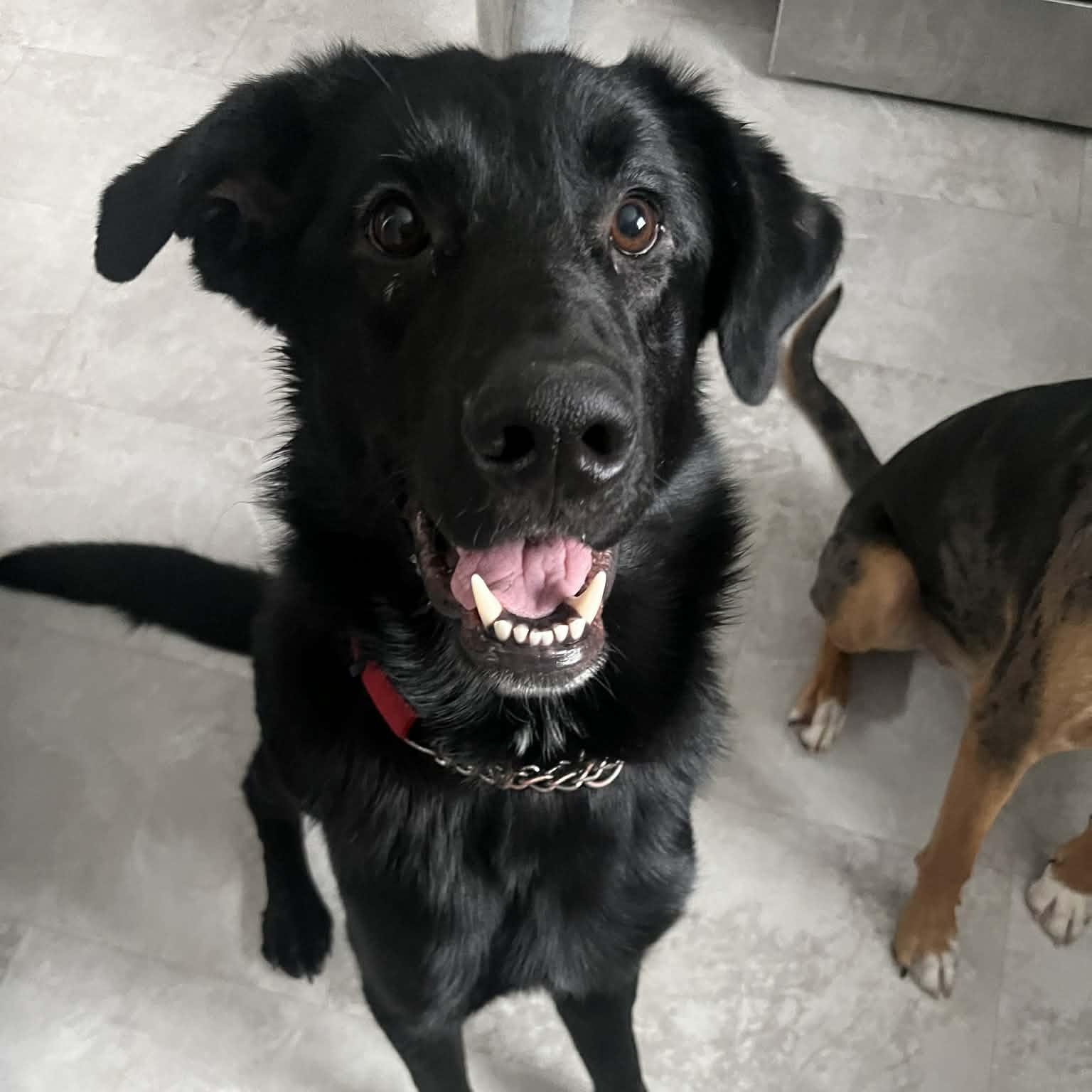 Coal Ask to Meet! In Foster!, adoptable, Adult Male Retriever & Shepherd.