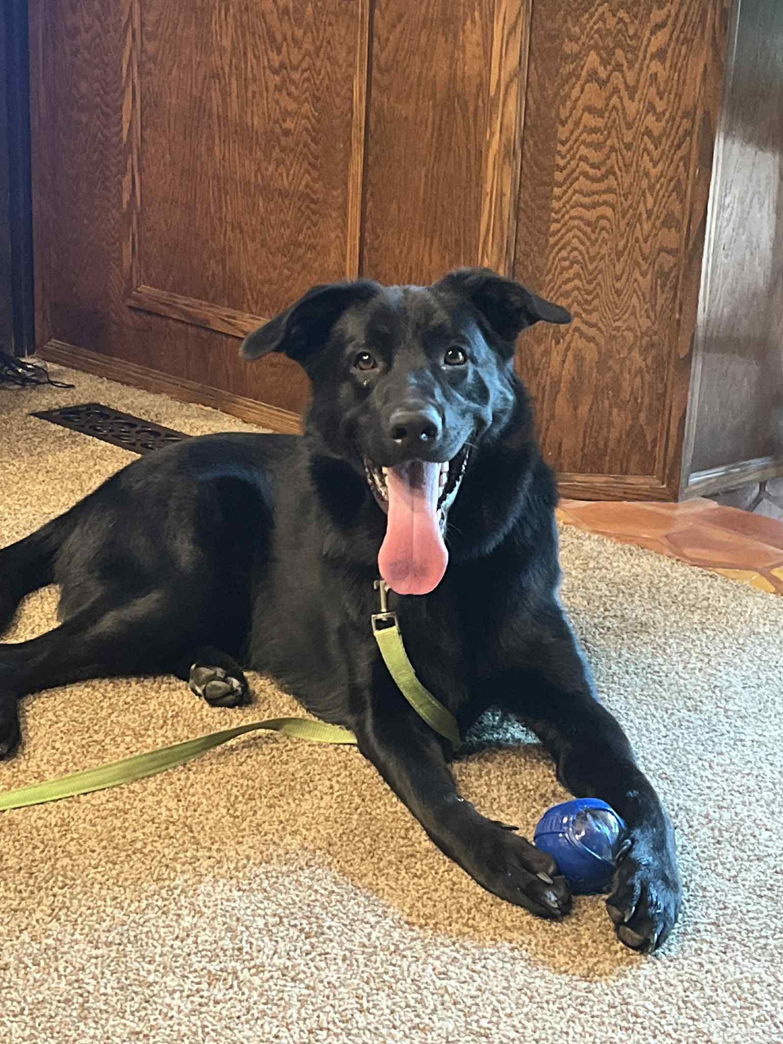 Coal Ask to Meet! In Foster!, adoptable, Adult Male Retriever & Shepherd.