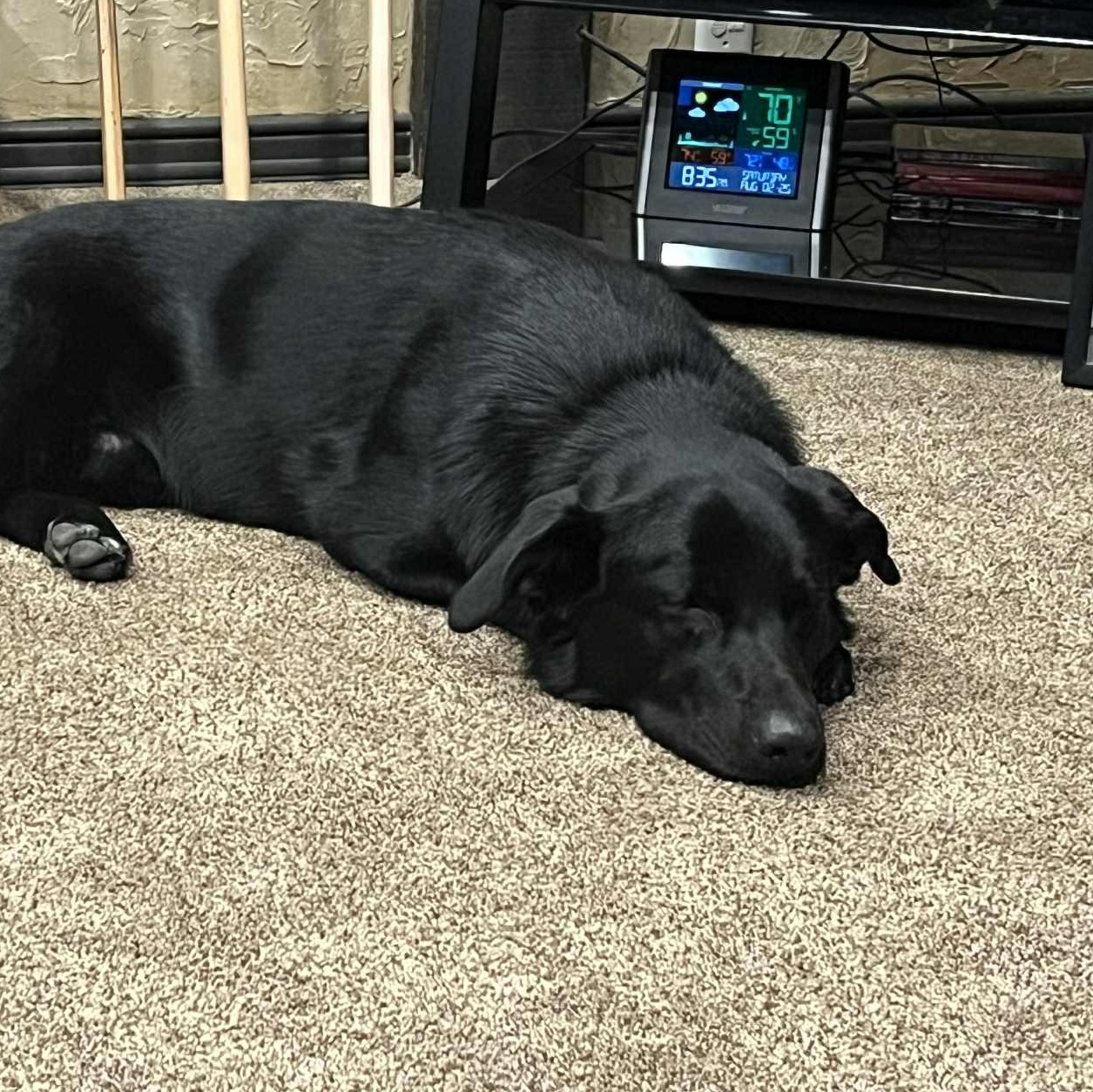 Coal , an adopted mixed breed in Elyria, OH image 5/6