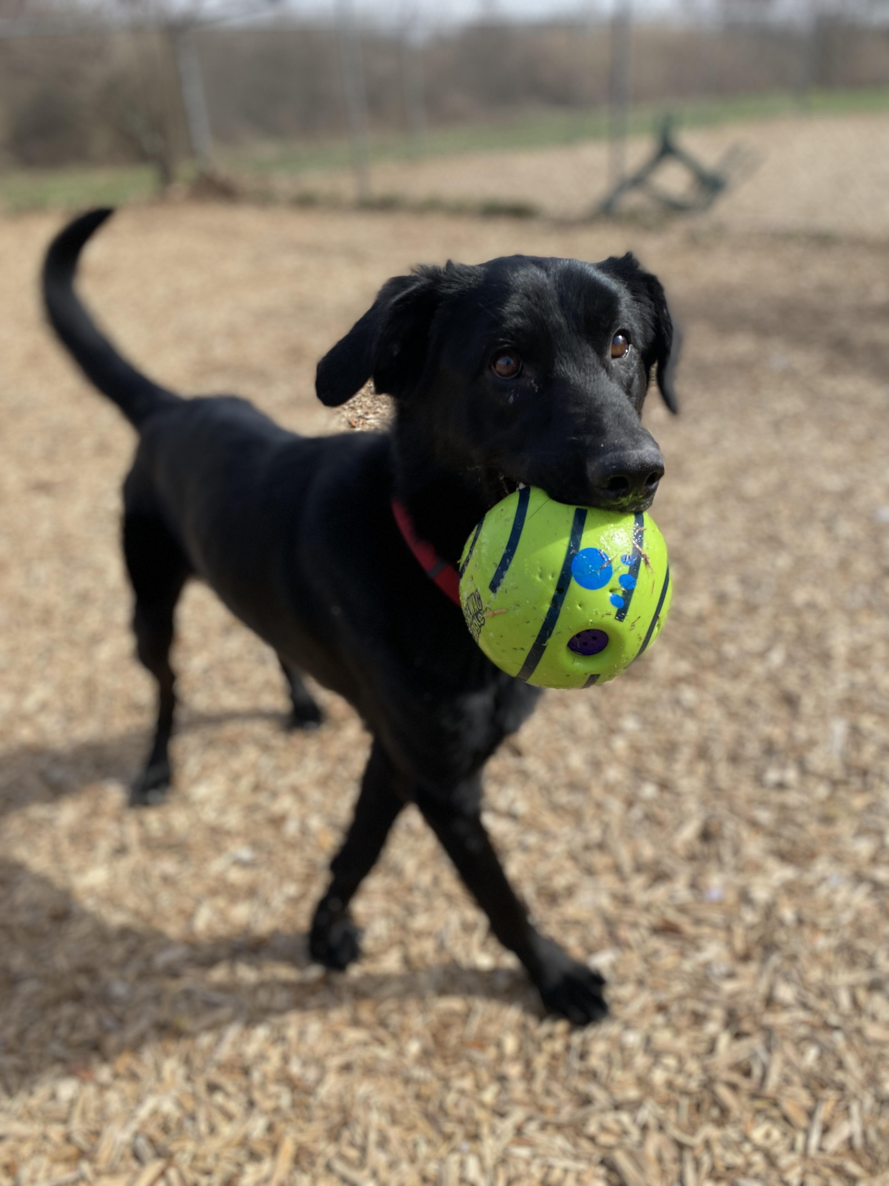 Coal , an adopted mixed breed in Elyria, OH image 1/6