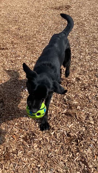 Enlarge Coal , an adopted mixed breed in Elyria, OH video 6/6