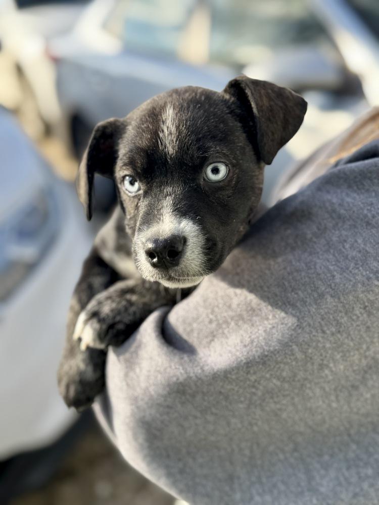 Enlarge Polly, a Adoptable mixed breed in Greenlawn, NY image 1/6