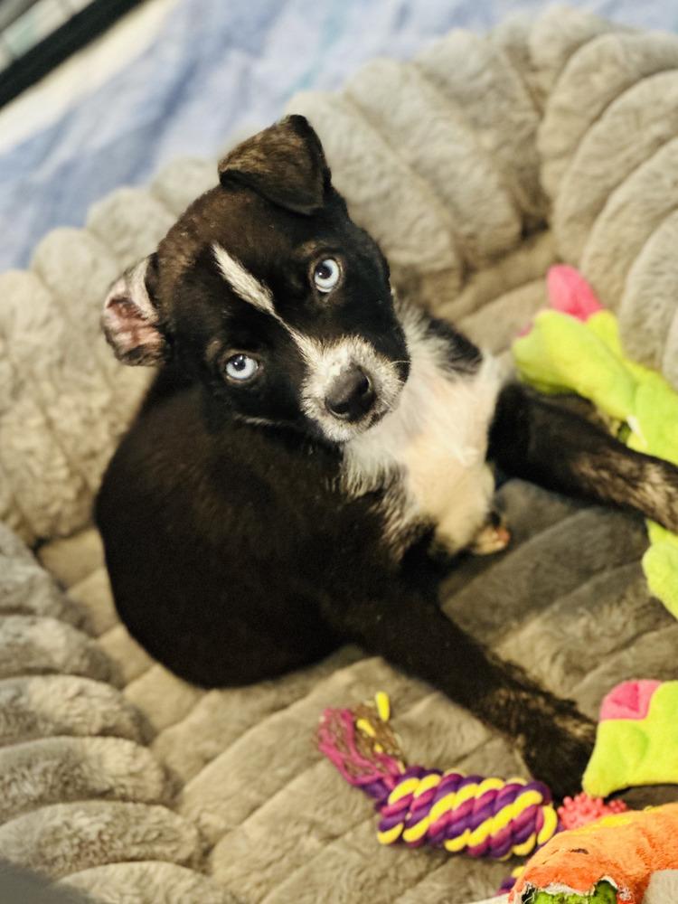 Enlarge Polly, a Adoptable mixed breed in Greenlawn, NY image 2/6