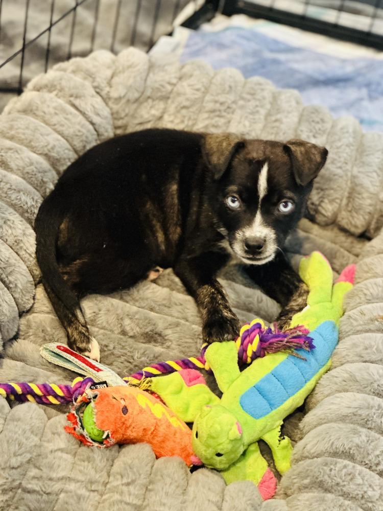 Enlarge Polly, a Adoptable mixed breed in Greenlawn, NY image 3/6