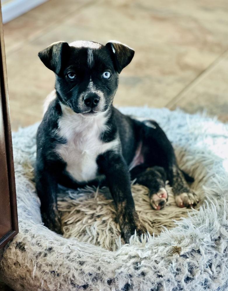 Enlarge Polly, a Adoptable mixed breed in Greenlawn, NY image 4/6