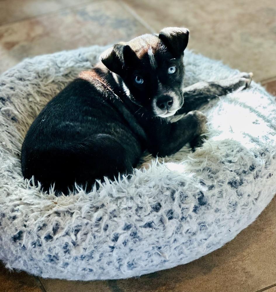 Enlarge Polly, a Adoptable mixed breed in Greenlawn, NY image 5/6