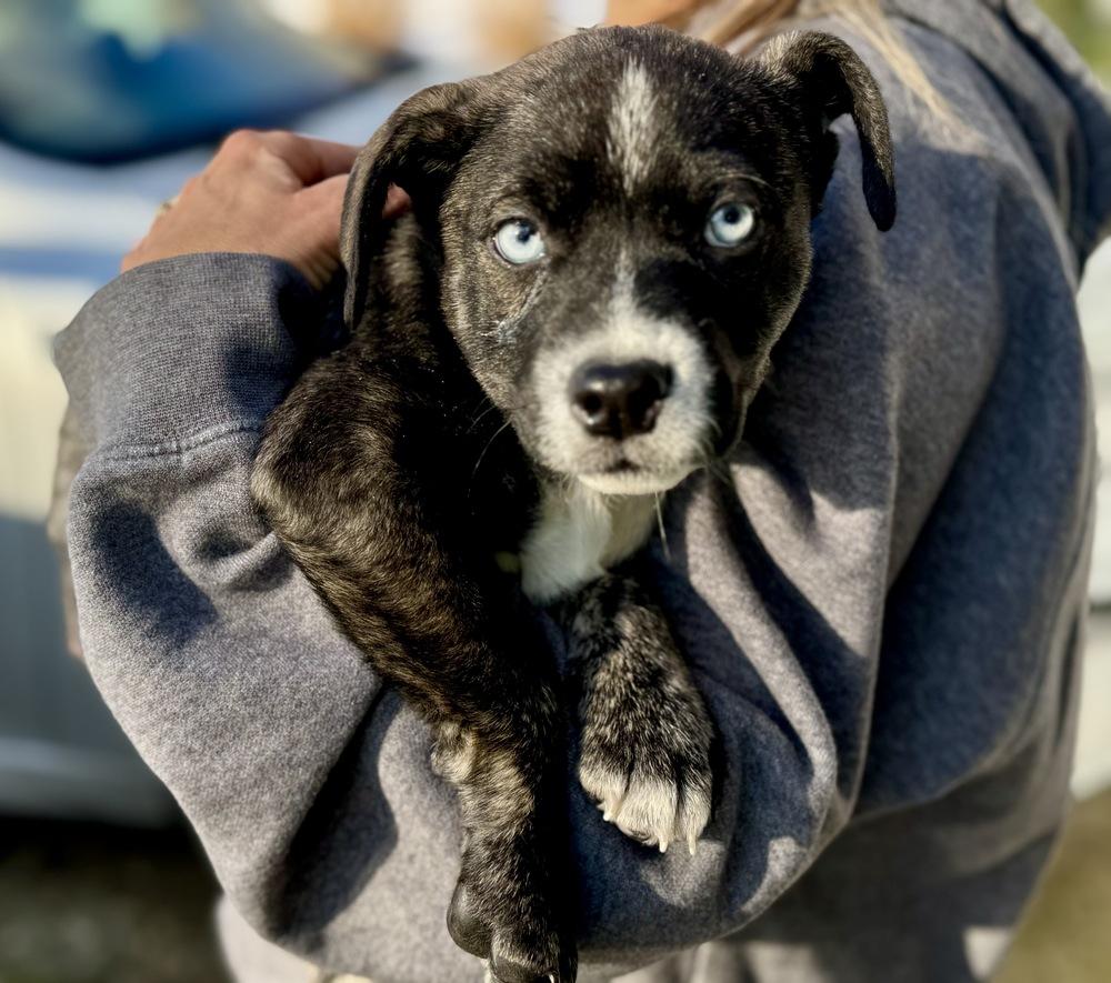 Enlarge Polly, a Adoptable mixed breed in Greenlawn, NY image 6/6