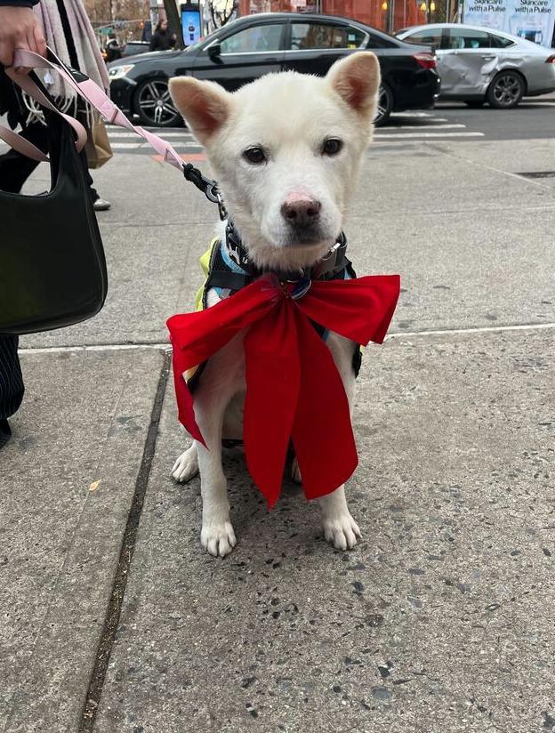Felix, Adoptable, Adult Male Jindo.