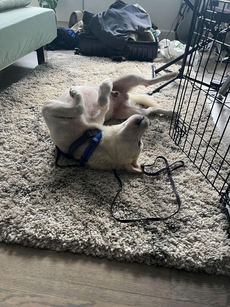 Enlarge Felix, a Adoptable Jindo in Long Island City, NY image 2/6