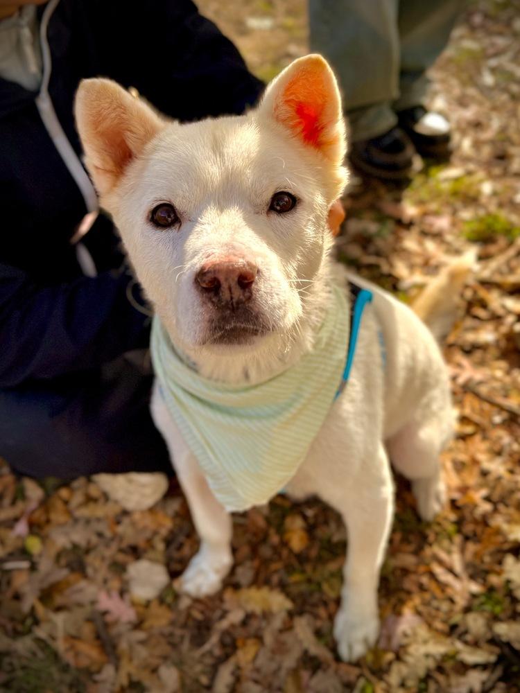 Enlarge Felix, a Adoptable Jindo in Long Island City, NY image 4/6