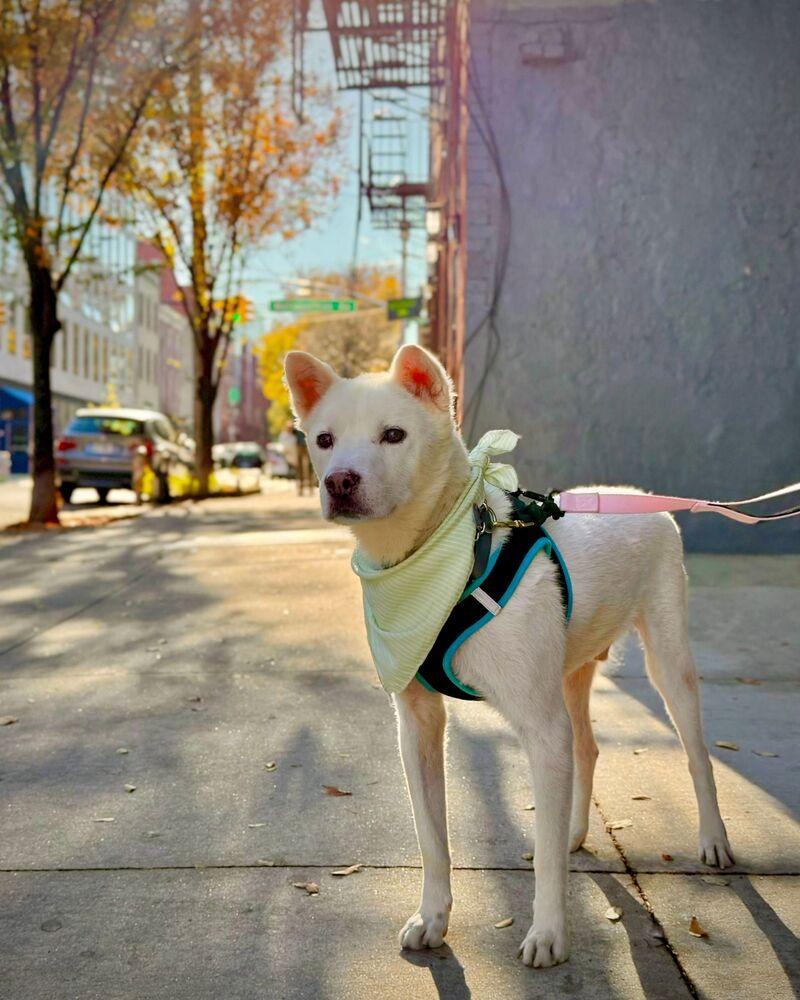 Enlarge Felix, a Adoptable Jindo in Long Island City, NY image 5/6