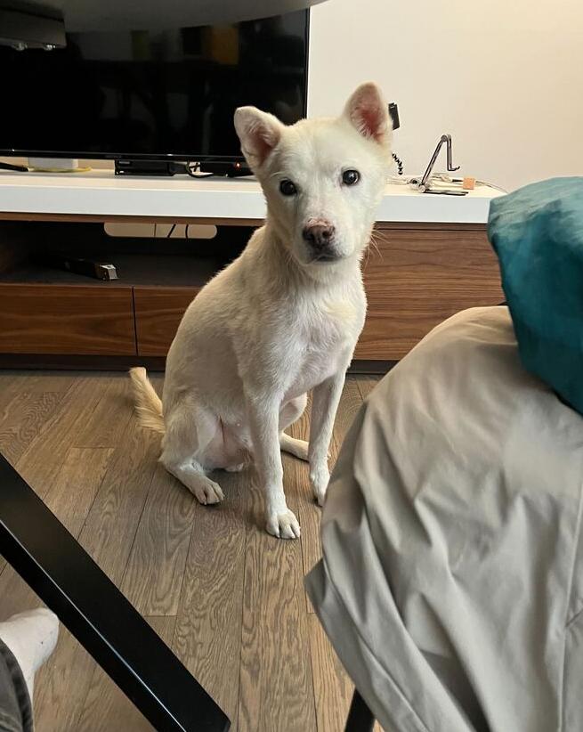 Enlarge Felix, a Adoptable Jindo in Long Island City, NY image 6/6