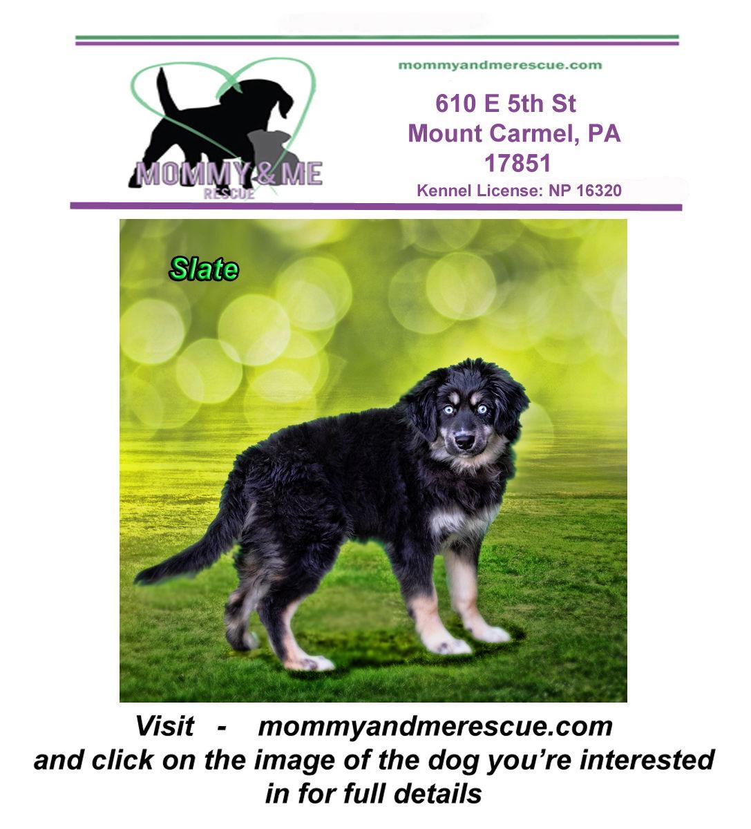 Enlarge Slate, a Adopted mixed breed in Mt Carmel, PA image 1/1