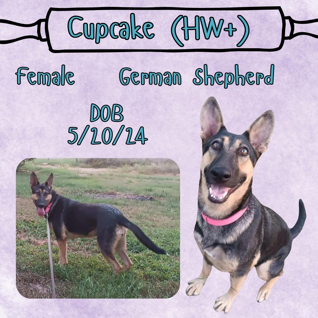 Cupcake, Adoptable, Young Female German Shepherd Dog.