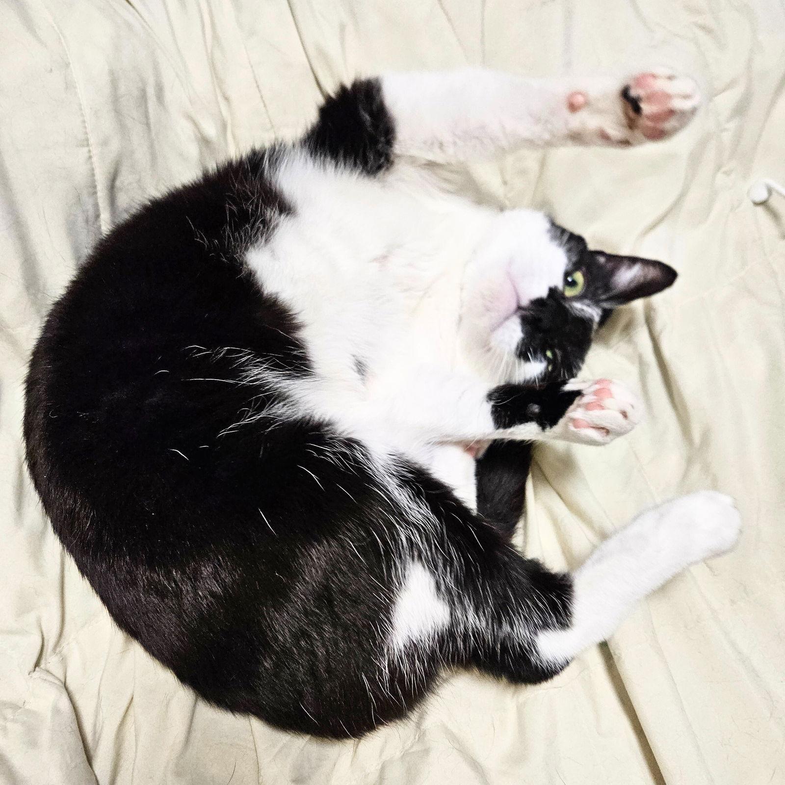 Joker, Adoptable, Adult Male Domestic Short Hair.